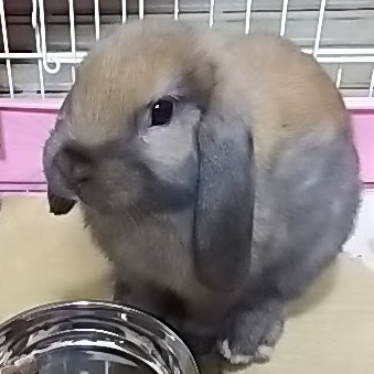 いく